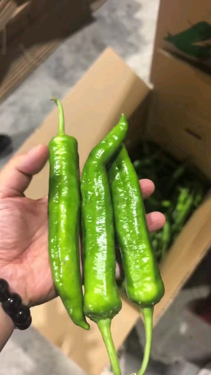 湘研55，一手货源，支持产地视频看货，欢迎订购