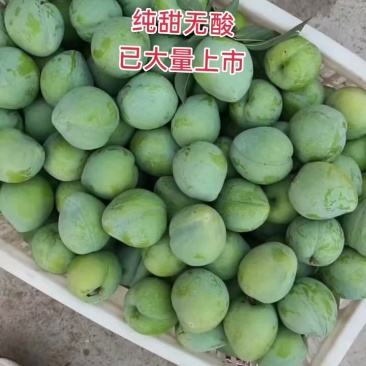 【精品】奈李李子50mm以上，口感甜脆，个大，诚信代办