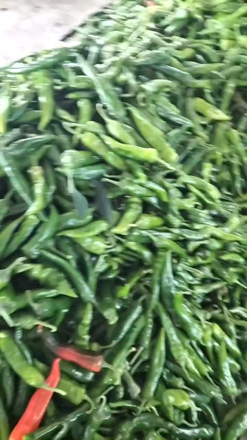 精品辣妹子，品质好，大量有货