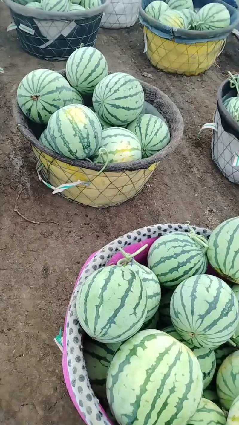 【推荐】美都无籽西瓜产地直发可视频看货欢迎来电咨询