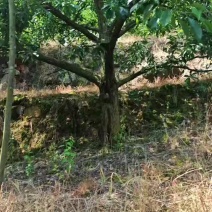 重庆蜂糖李6月30开园，糖度高，纯甜，一手货源，个大