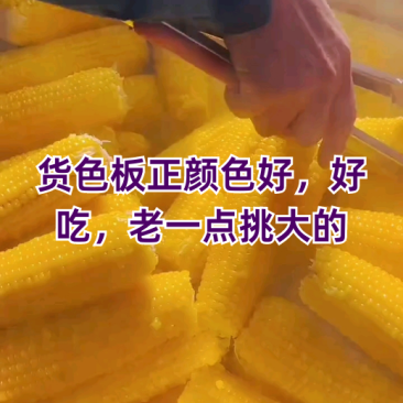 东北拉丝黄糯玉米白糯玉米口感香糯甜糯玉米礼盒包装