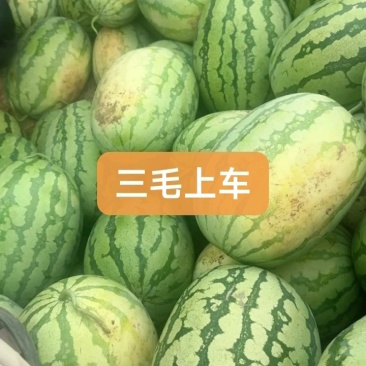 金城五号美都西瓜8424甜王瓜石头瓜黑美人头茬瓜