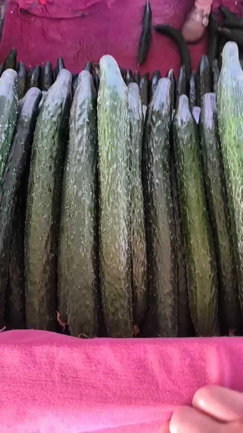 精品密刺黄瓜产地直发品质保证现摘现发干花带刺可视频看货