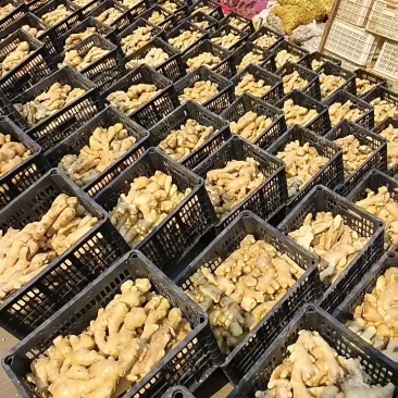 【电商专用】优质山东生姜～品种齐全～大量现货～品质保证