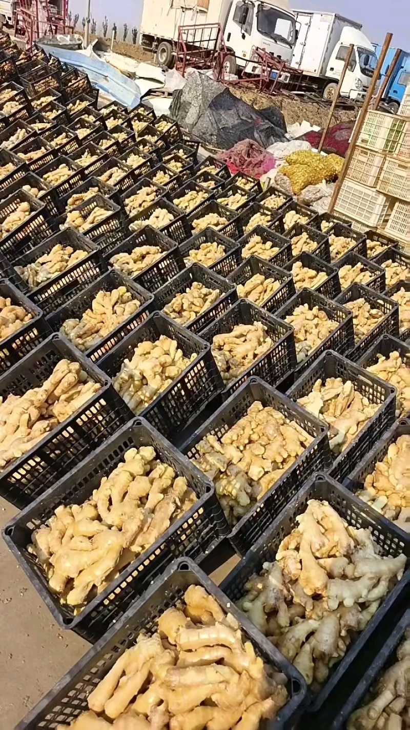 【电商专用】优质山东生姜～品种齐全～大量现货～品质保证