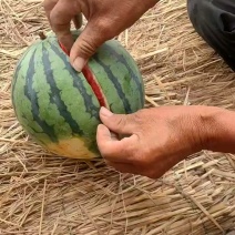 好货推荐麒麟西瓜基地直发一手货源可视频看货