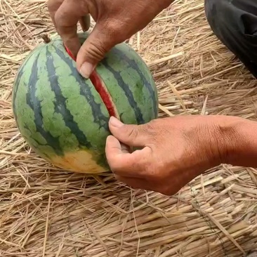 好货推荐麒麟西瓜基地直发一手货源可视频看货