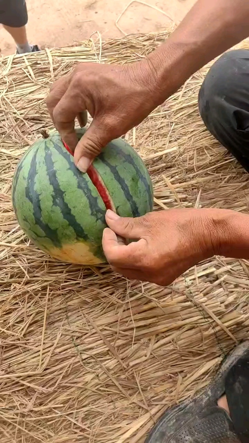 好货推荐麒麟西瓜基地直发一手货源可视频看货