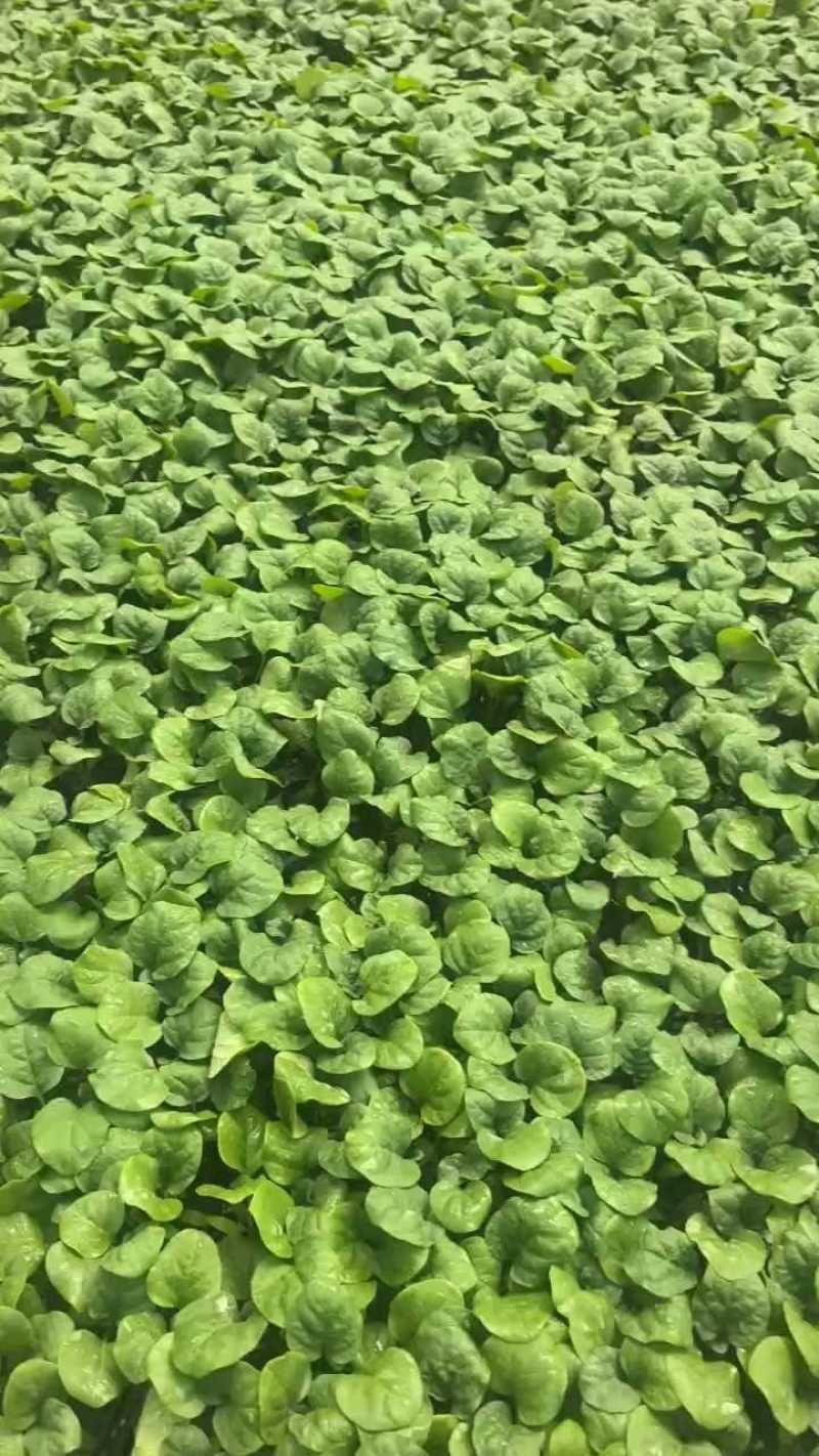 黑亮圆茄苗，颜色好，易管理，品质优，适应大型基地种植户种