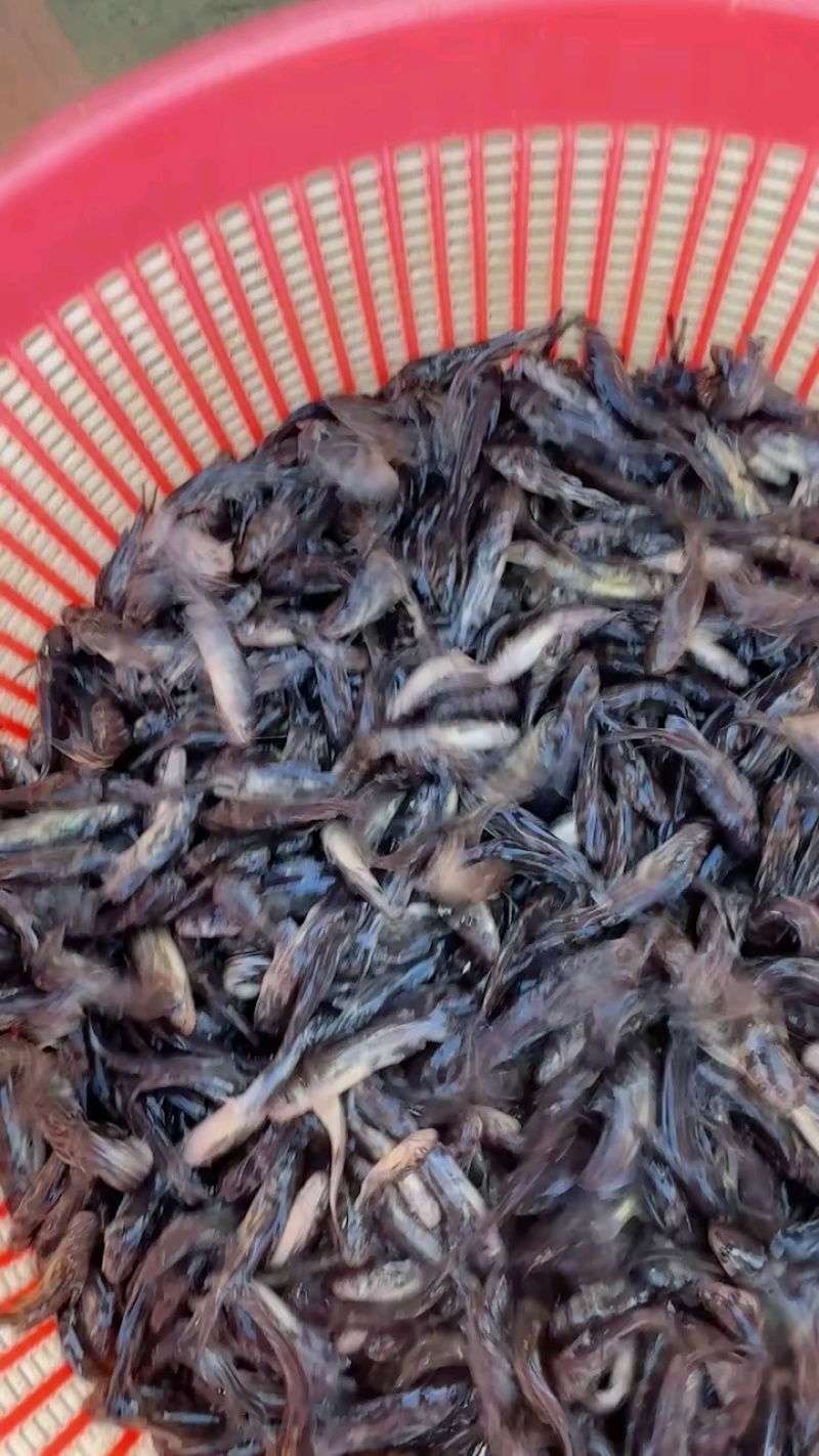 黄骨鱼苗黄辣丁鱼苗黄颡鱼苗淡水养殖食用黄鸭叫丫头