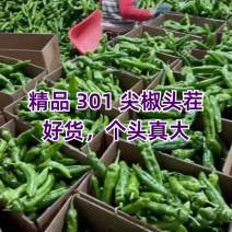 山东青椒301尖椒【原产地】对接，市场，超市电商保质保量！