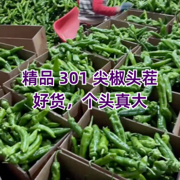 山东青椒301尖椒【原产地】对接，市场，超市电商保质保量！