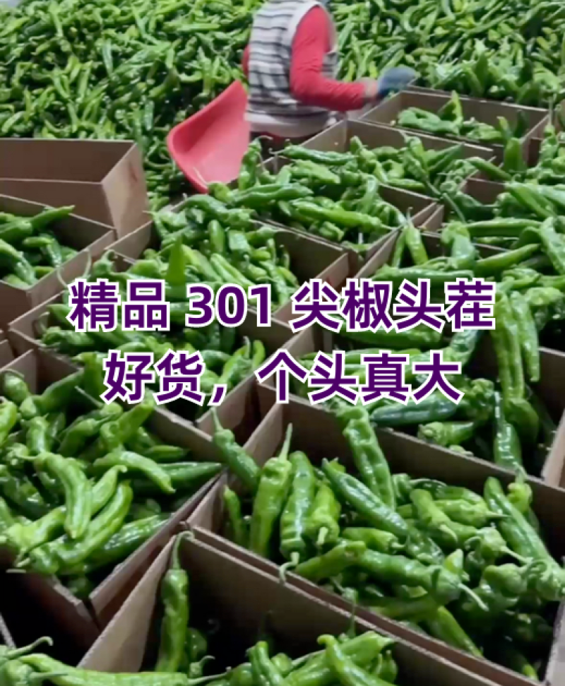 山东青椒301尖椒【原产地】对接，市场，超市电商保质保量！