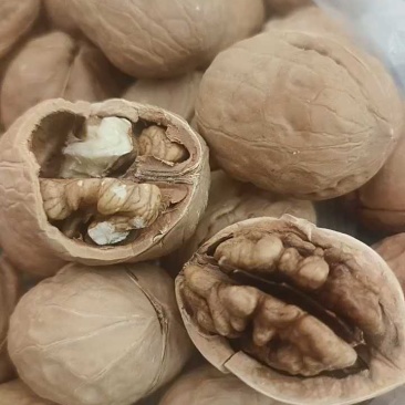 核桃新疆核桃薄皮核桃果肉饱满坏果率低产地批发价格低