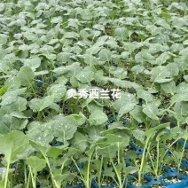 炎秀西兰花苗耐寒**西兰花苗免费技术指导包回收