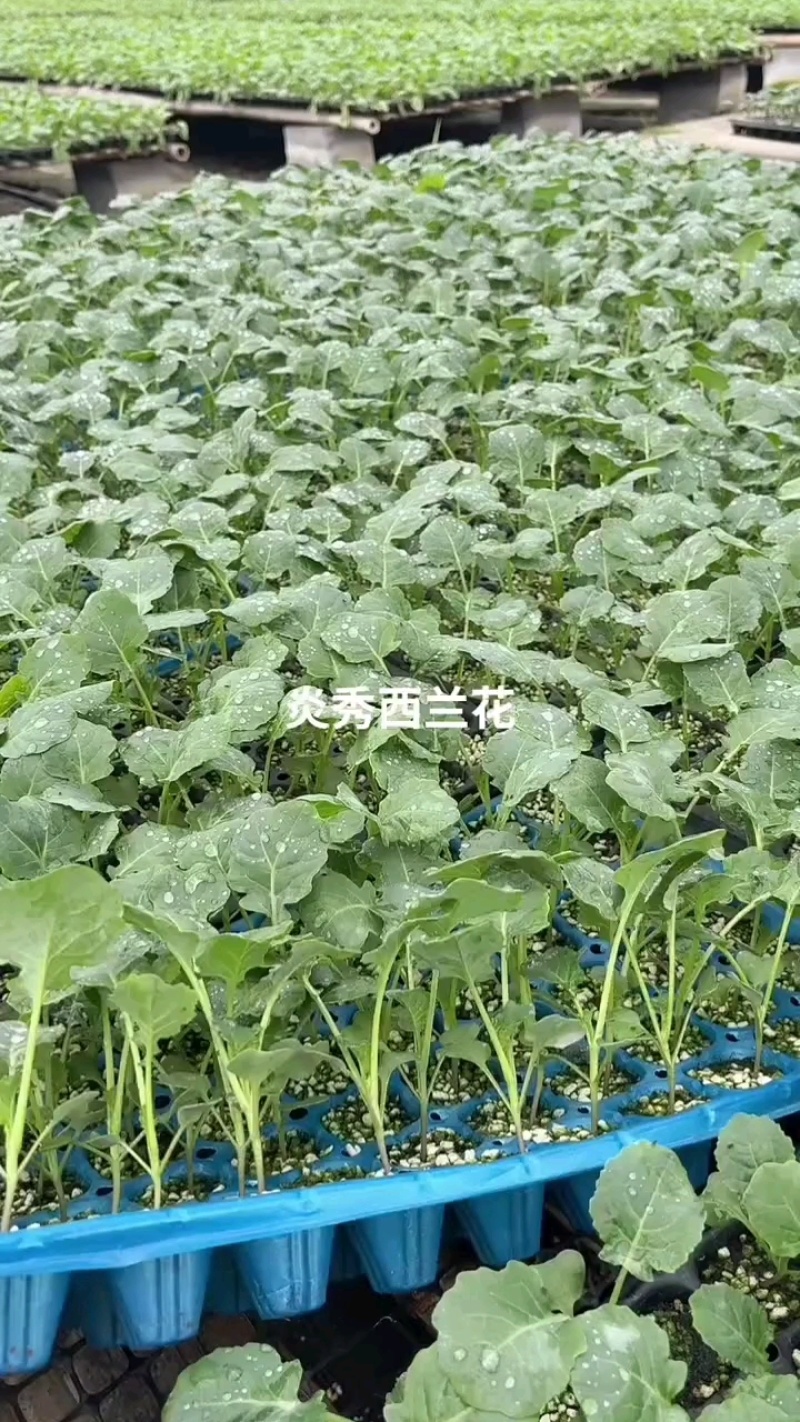 炎秀西兰花苗耐寒**西兰花苗免费技术指导包回收