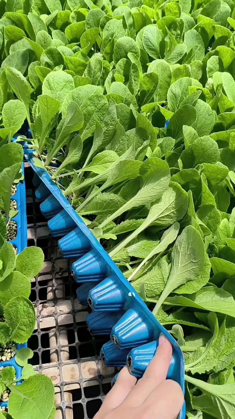 黄心白菜苗小白菜苗青杂三号白菜苗免费技术指导包回收