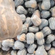 河南小金香南瓜软糯香甜新鲜上市价格美丽质量好走货快热卖中