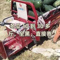 黑皮冬瓜，个头均匀，量大质优，物美价廉，欢迎采购
