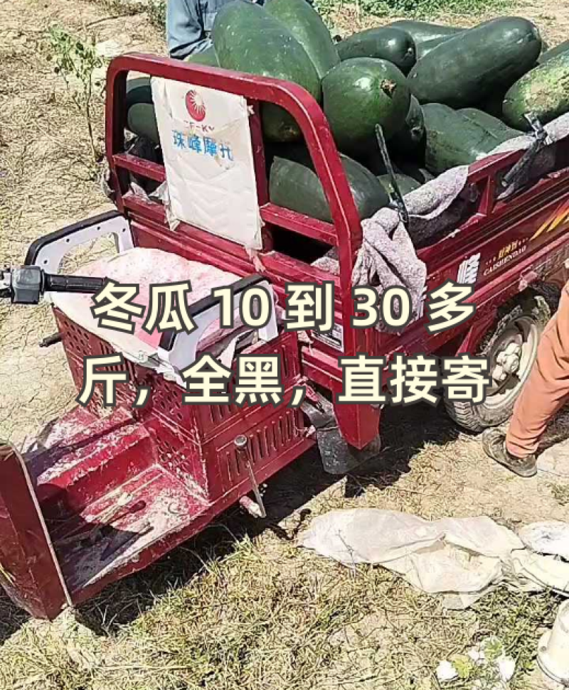 黑皮冬瓜，个头均匀，量大质优，物美价廉，欢迎采购