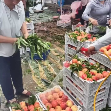 各种毛桃油桃，甜桃，手检，产地发全国，超市，电商，市场