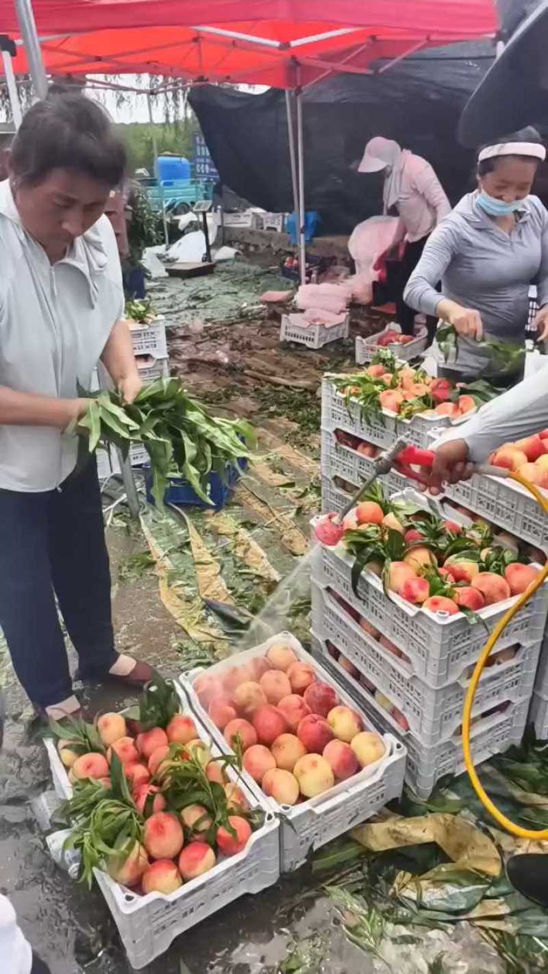 各种毛桃油桃，甜桃，手检，产地发全国，超市，电商，市场