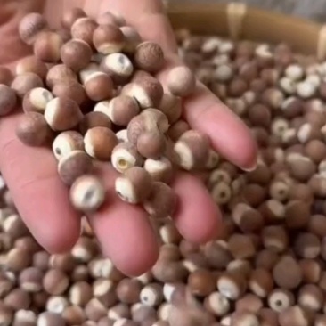 新货芡实干货特级芡实中药材新鲜鸡头米煲汤红豆薏米量大优惠