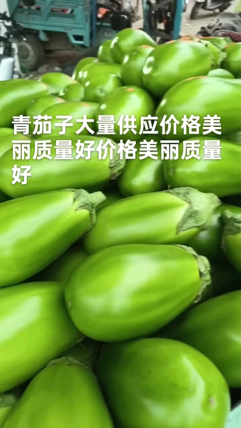 青茄子质量好价格美丽质量好价格美丽有需要联系