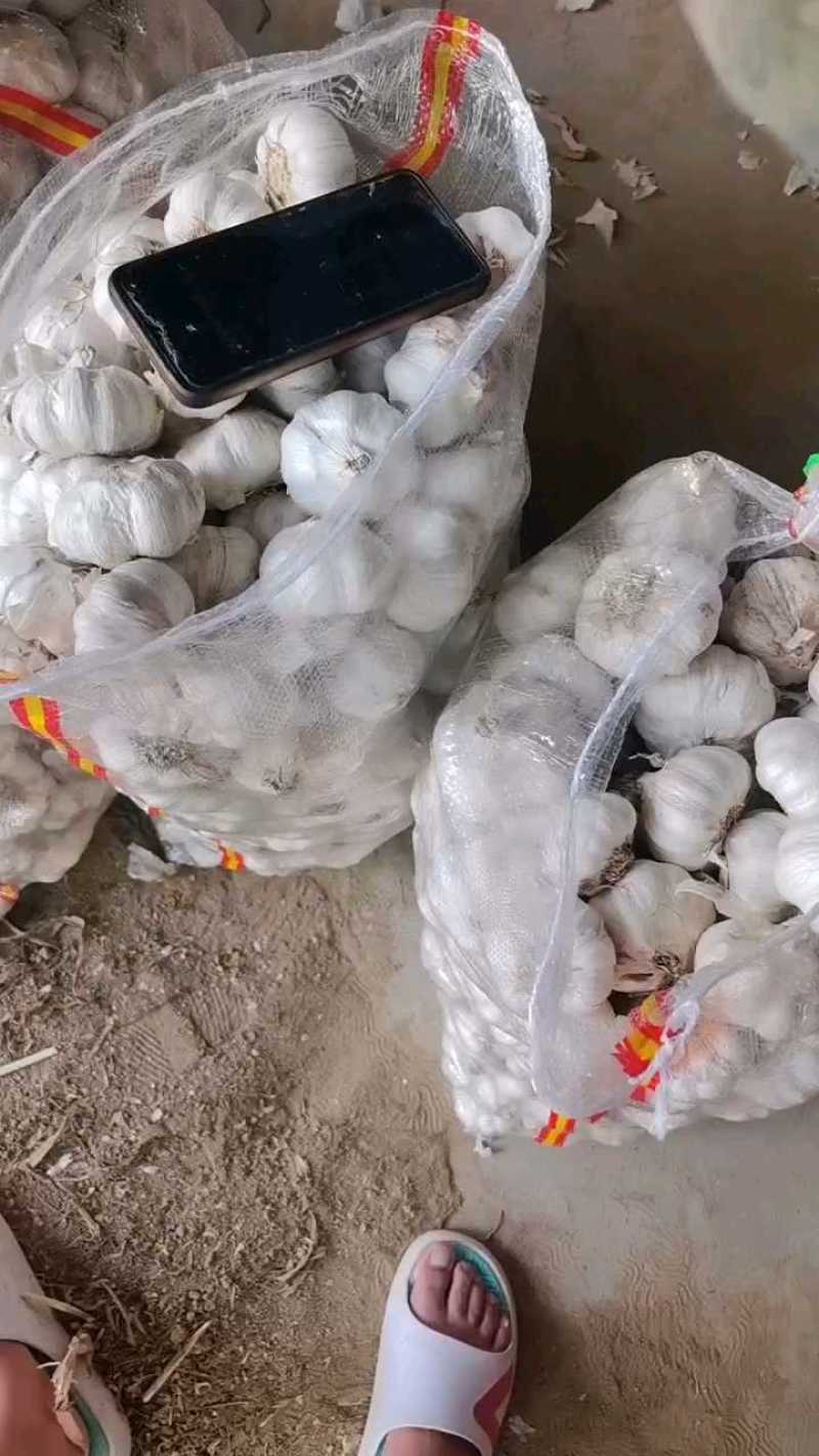优质山东大蒜产地