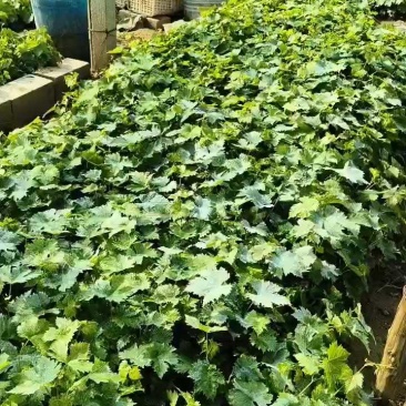 阳光玟瑰，蓝宝石，玫瑰香，巨峰，各品种营养杯苗，全国发货
