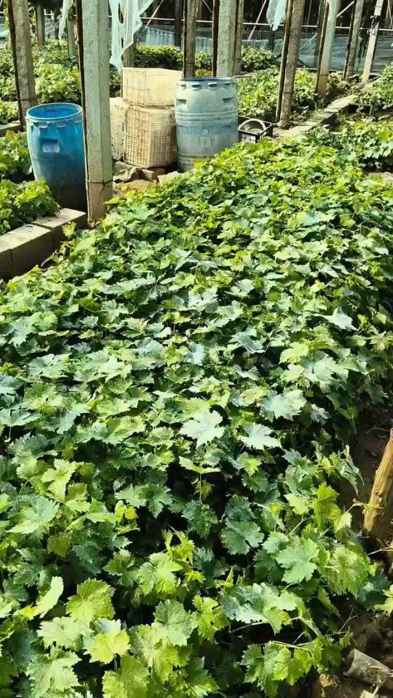 阳光玟瑰，蓝宝石，玫瑰香，巨峰，各品种营养杯苗，全国发货