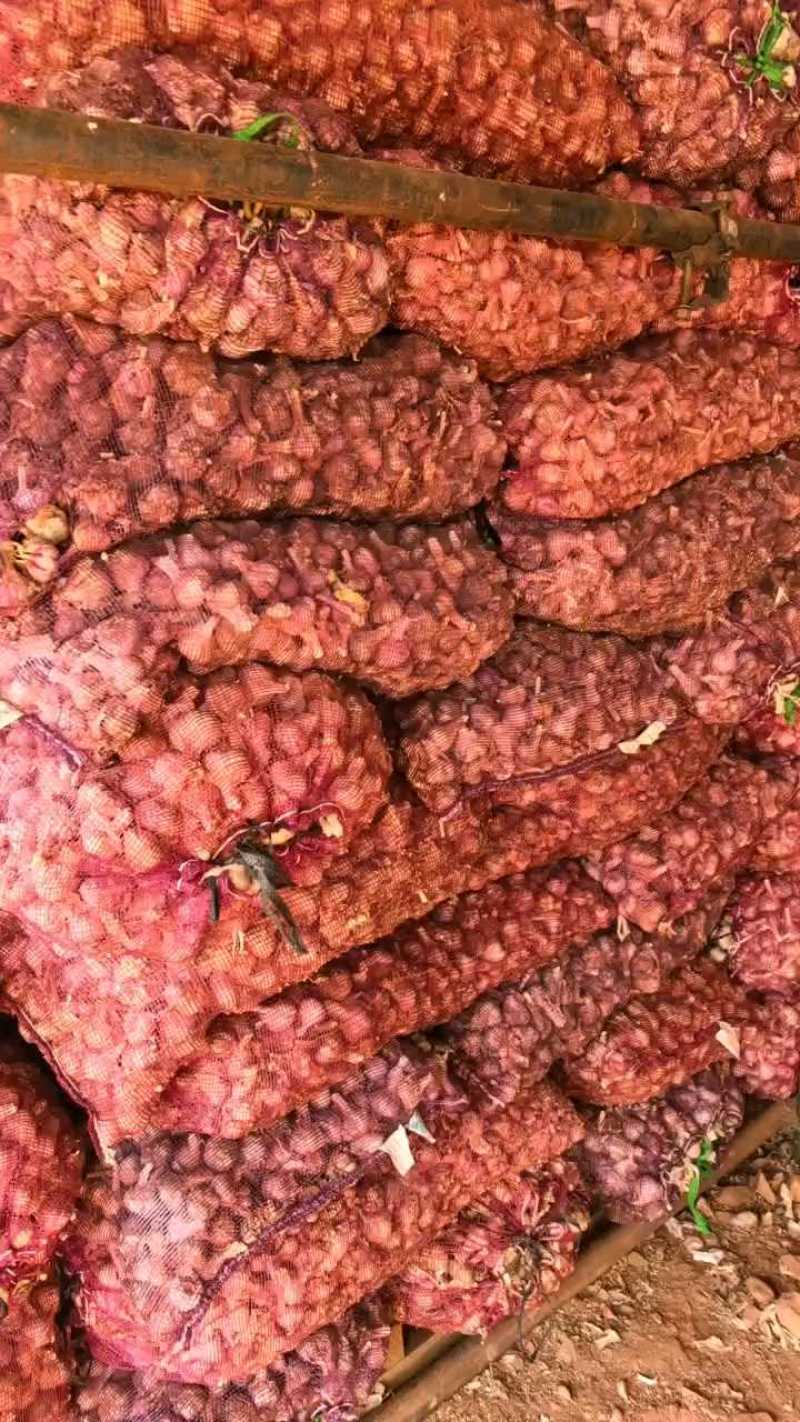 红根蒜苗催芽蒜种保证质量全国发货