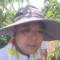 黄油蟠，山东蟠桃产地，黄油蟠，黄毛蟠，各种品种大量现货