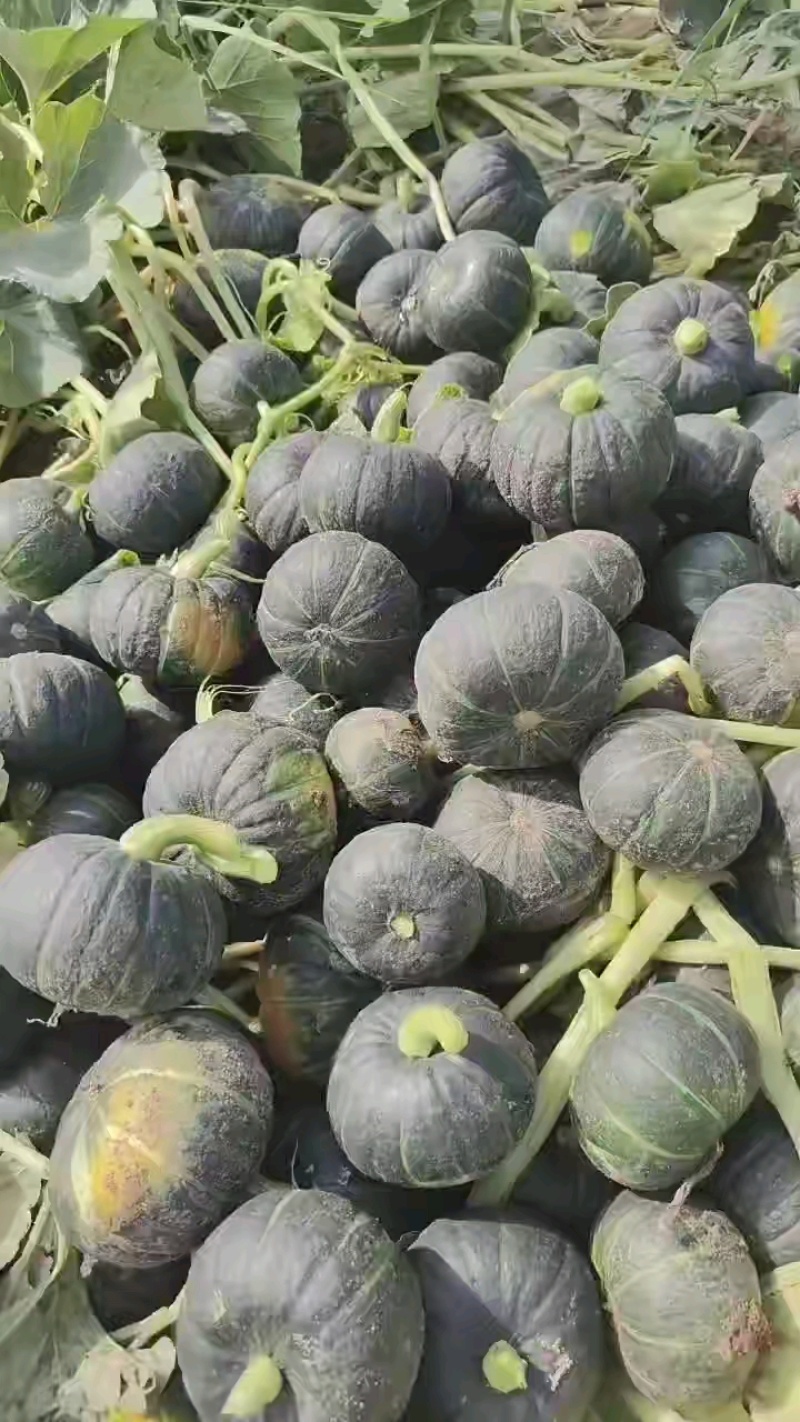 贝贝南瓜三百三，装车中，大货