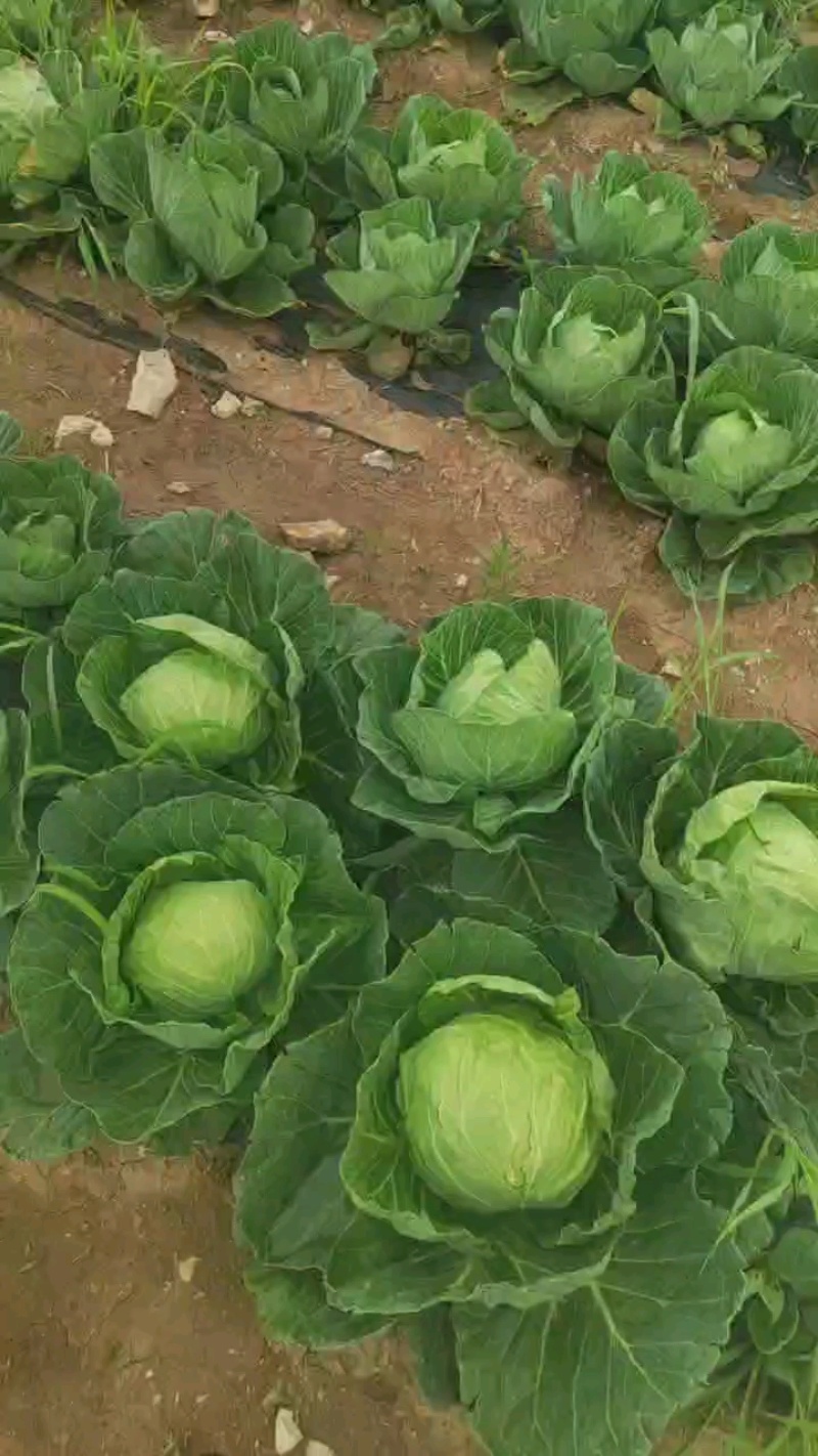 内蒙古赤峰宁城县甘蓝