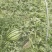 甜王西瓜陕西甜王西瓜陕西西瓜皮薄多汁包熟包甜