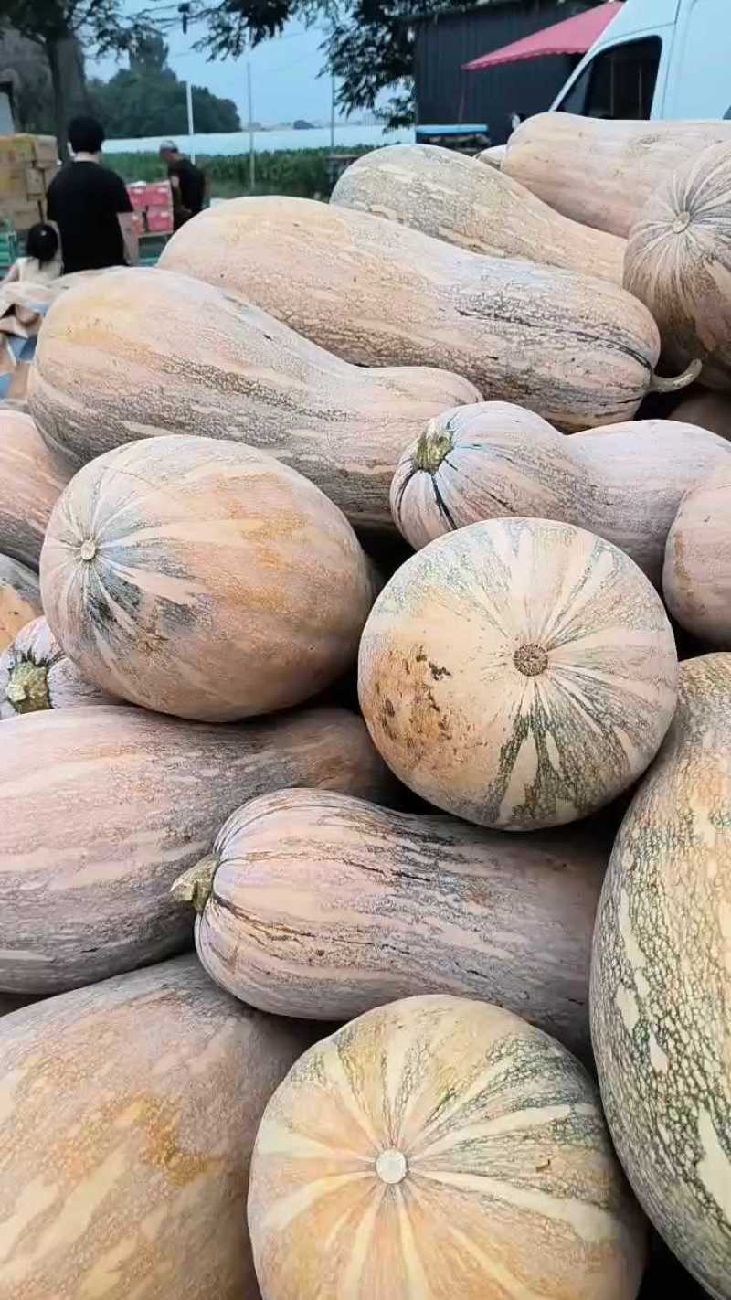 老南瓜品质好得很，面甜量大产地直供实力代发全国