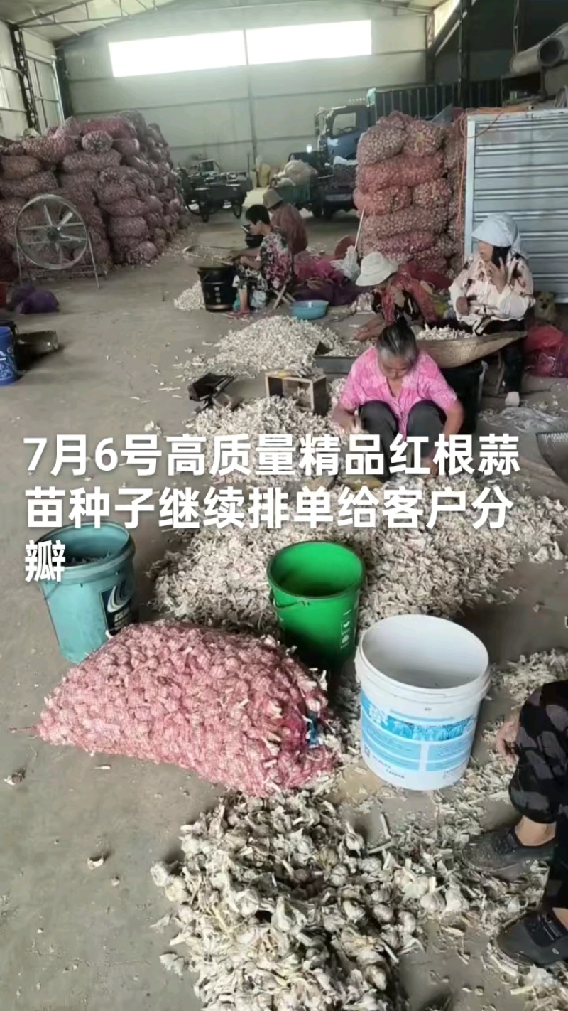 相不中管退货纯手工挑选精品蒜苗种子，寒蒜种子，叶绿根红，