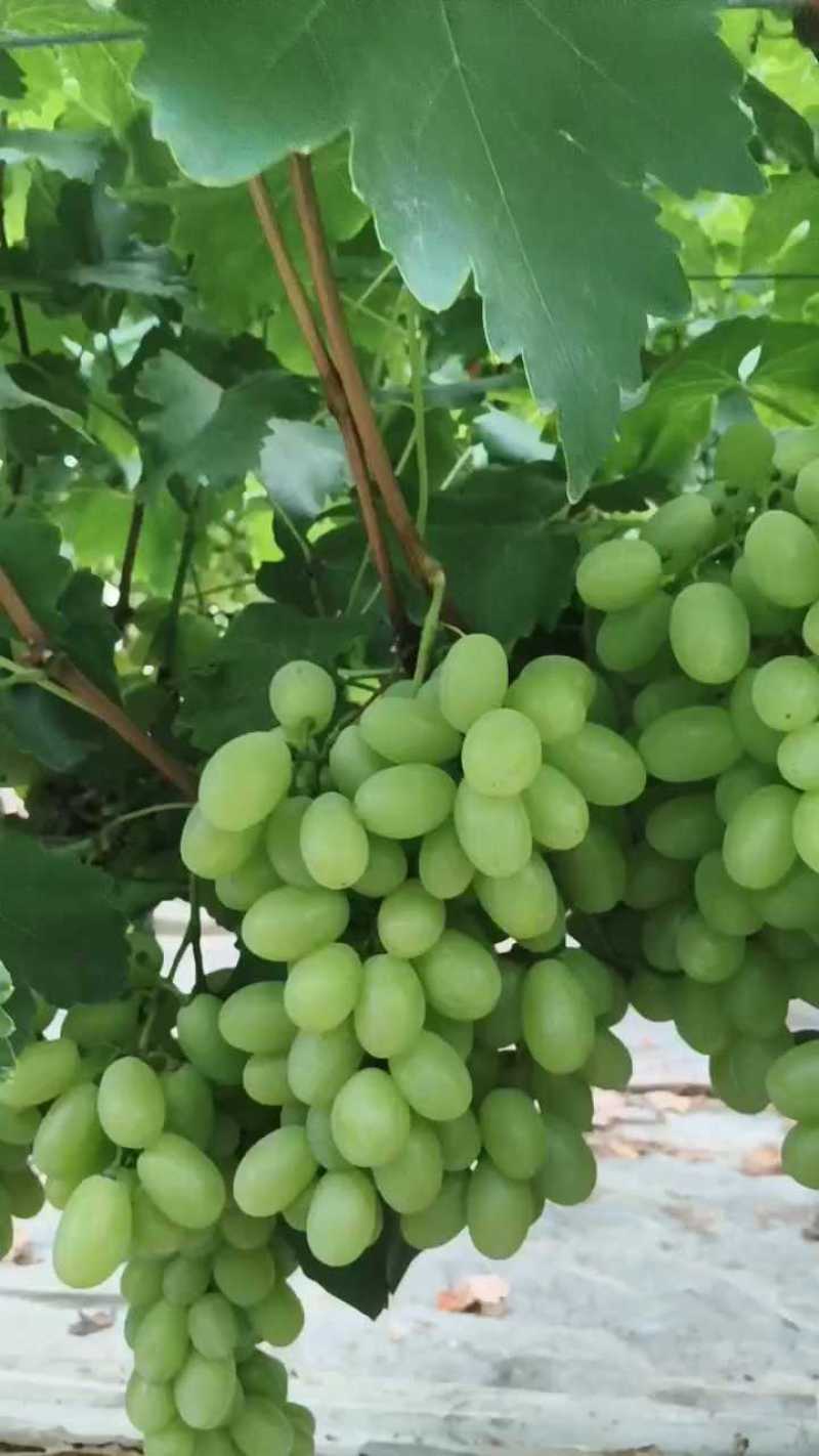 陕西青提维多利亚葡萄大量上市，可大量供应市场电商
