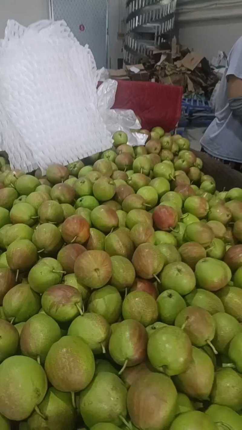 河北早熟新梨七号果园现摘脆甜多汁产地直供电商商超批量拿货