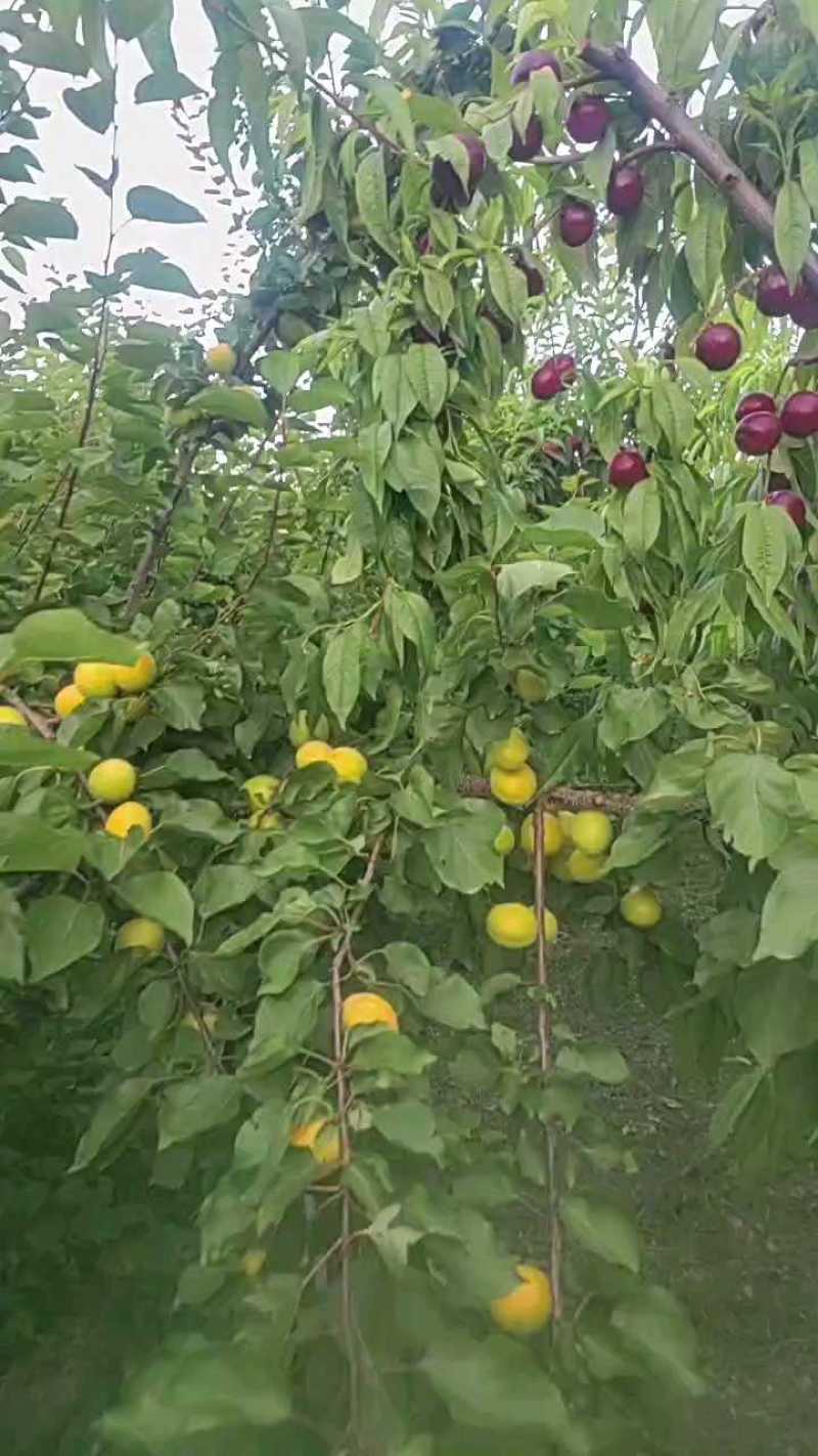 延安市黄龙县山区荷兰香蜜杏/海拔1500米果型好甜度高