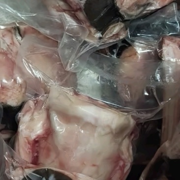 骆驼蹄子，有熊掌之称，营养高，不长肉！老少皆宜