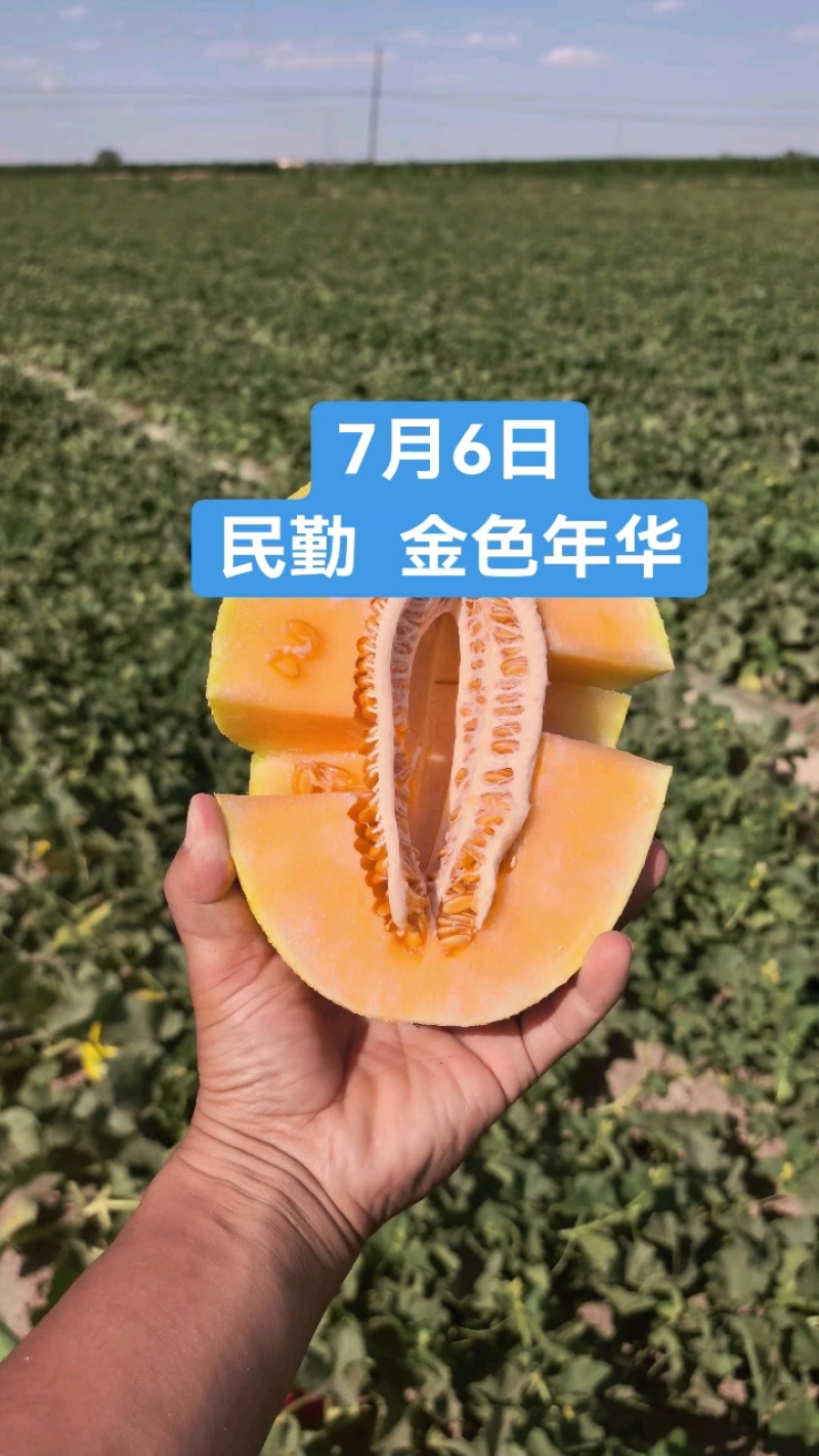 甘肃民勤蜜瓜，金色年华，黄皮瓜，皮薄肉厚，脆甜美味