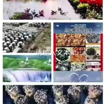 东北黑木耳，一手货源，品质保证，量大从优，可对接电商商超