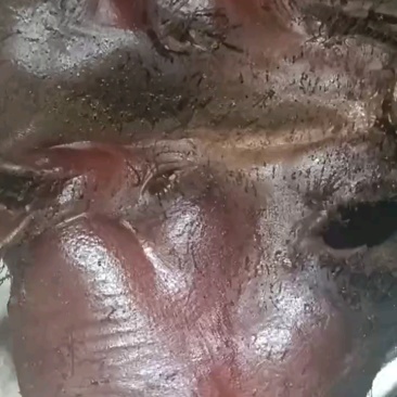 湖北恩施腊肉，一手货源，量大优惠，欢迎新老客户合作