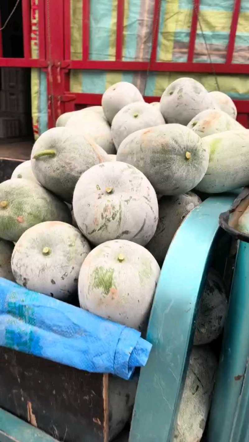 翡翠水果小冬瓜2-4，产地直发，电商，商超，大量提供货源