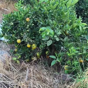 夏橙60起步通货，挂树鲜果，现定现采
