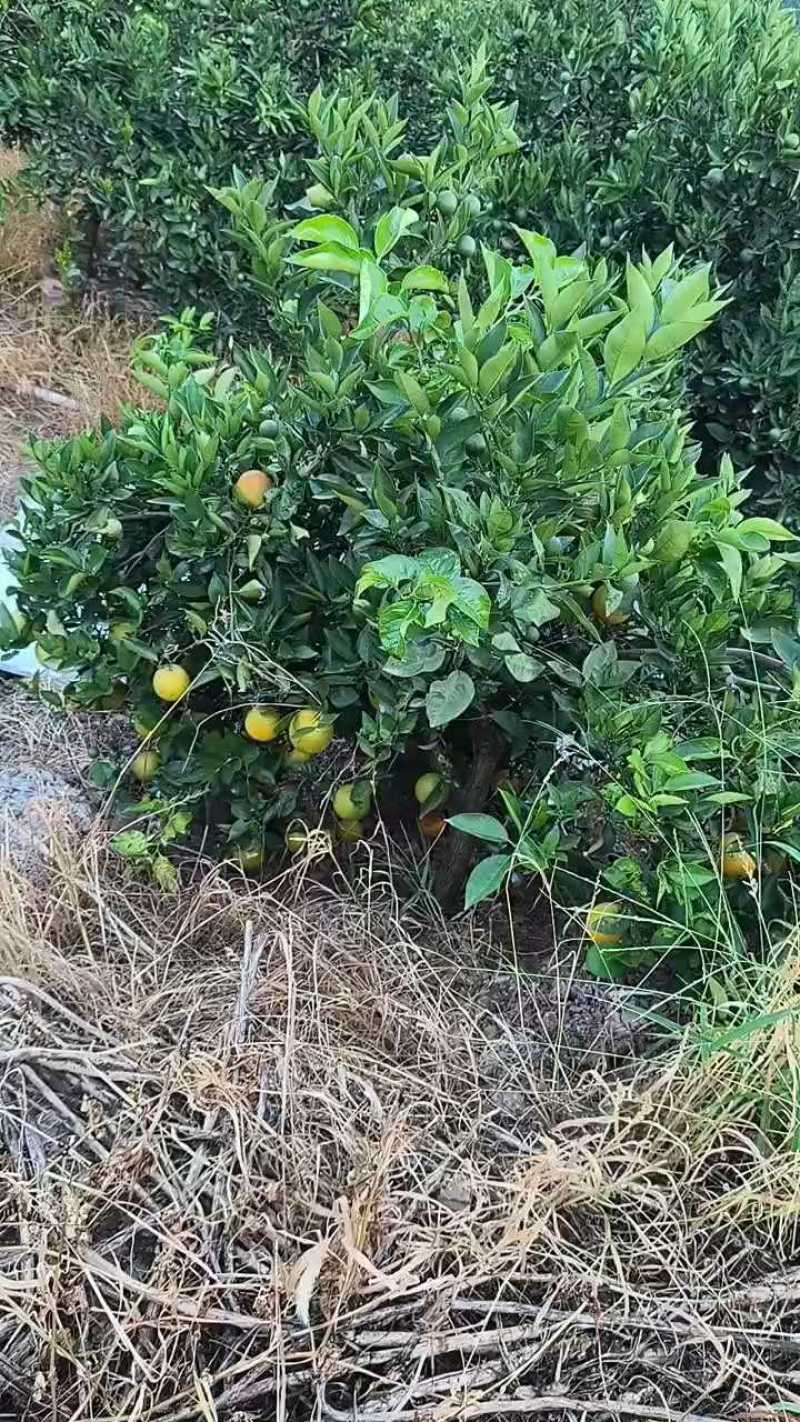 夏橙60起步通货，挂树鲜果，现定现采