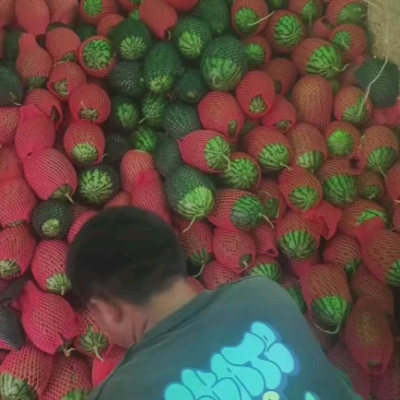 【推荐】砀山西瓜小糖丸西瓜大量上市对接全国市场商超电商